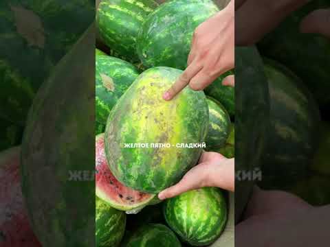 Как правильно выбирать арбуз 🍉 Лайфхак