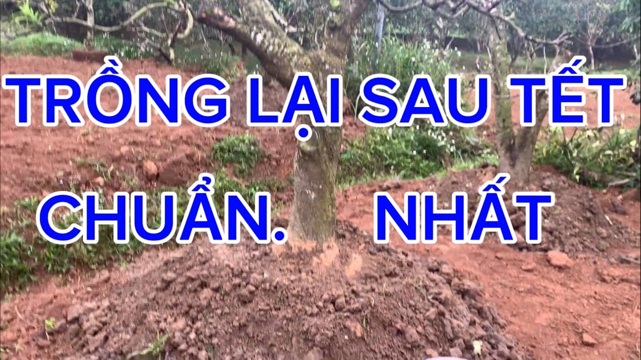 Cách Trồng Lại Đào Sau Tết Chuẩn Nhất Sống Khỏe, Ra Hoa chuẩn Tết 