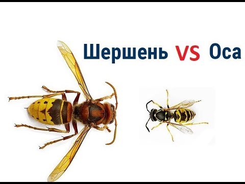 Шершні против ос (Или что будет если осиное гнездо засунуть в шершине)