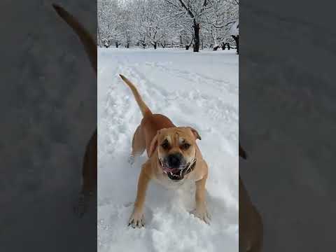 ка де бо любит снег