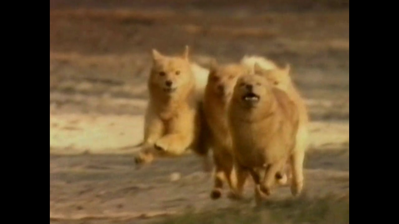 Pedigree Chum TV Commercial 1986 