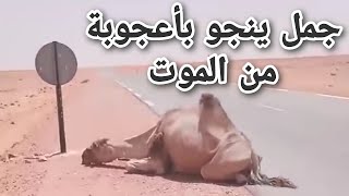 سبحان الله شاهدوا رجل ينقذ جمل كاد يموت من شدة العطش في وسط الصحراء على حرارة تفوق 65 درجة