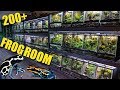 FROG ROOM TOUR - 200+ FROGS | Maintaining a huge collection