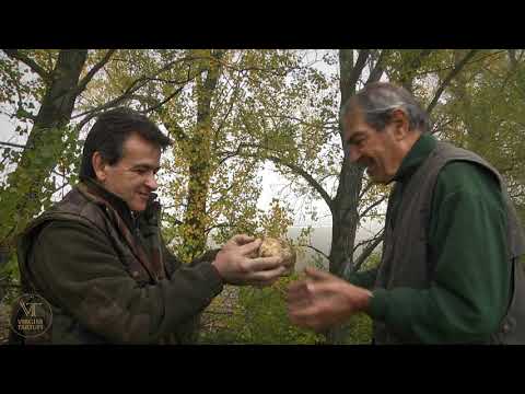 Video: Come Coltivare Un Tartufo In Casa (bianco O Nero) + Video