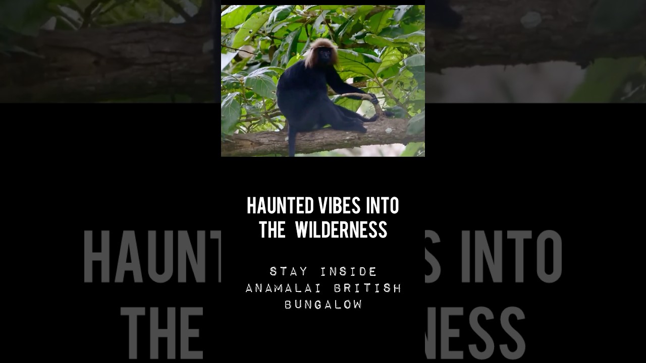 17/30 Stay in Haunted vibes into the wilderness of Anamalai forest