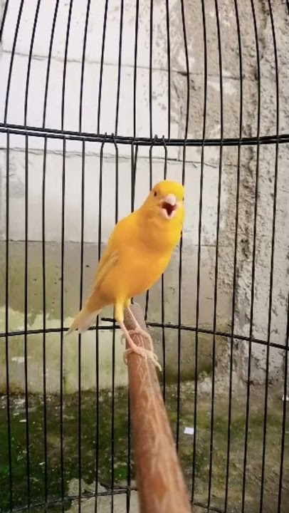 viral kenari lokal gacor dorr!! masteran burung kenari pancingan suara kenari#shorts