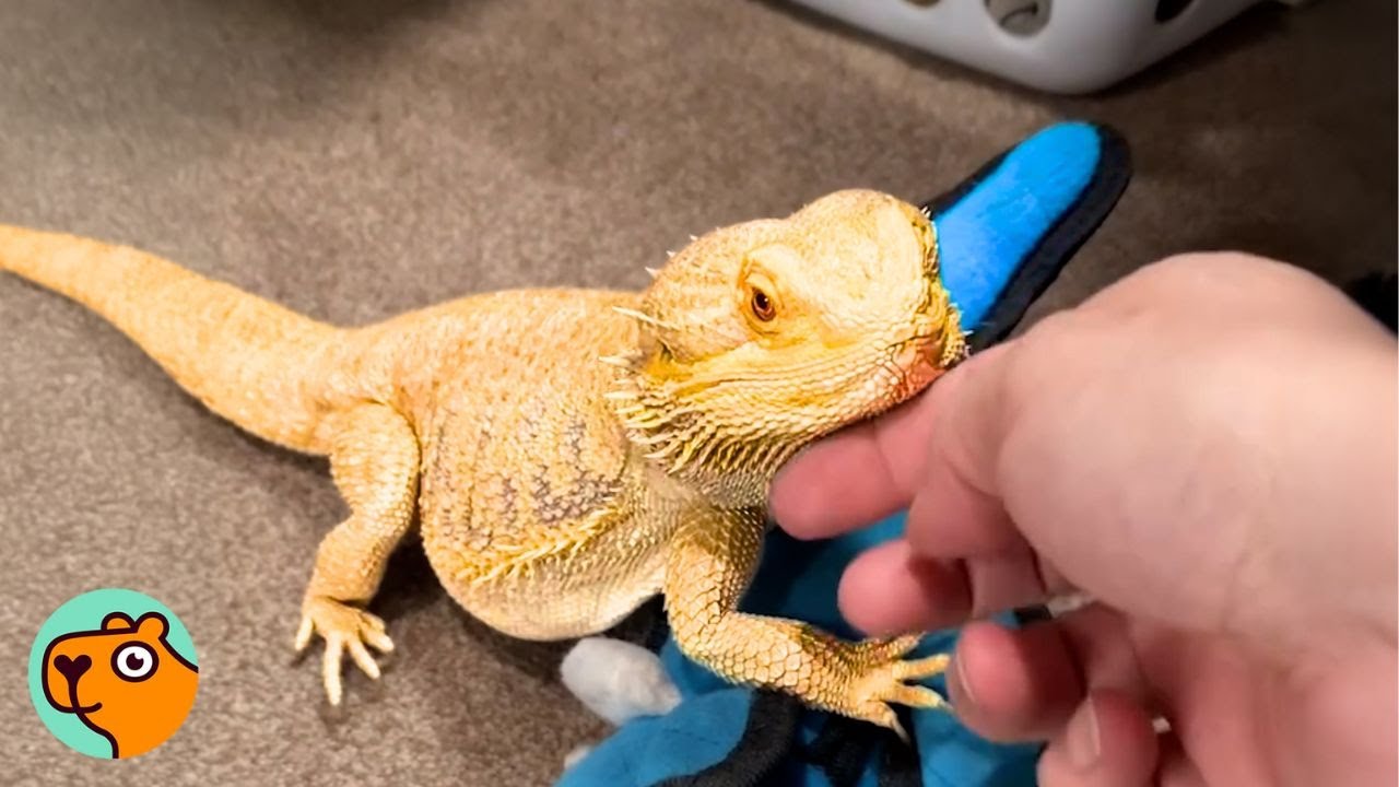 Нуждающийся дракон отрывает женщину от работы, чтобы обняться | Друзья по обнимашкам