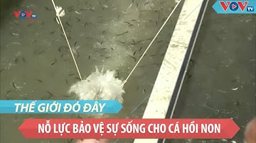Mỹ: Nỗ lực bảo vệ sự sống cho cá hồi non