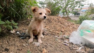 Homeless Dog Struggles To Survive In Garbage Dump, but Adopted as Treasures by a lady found