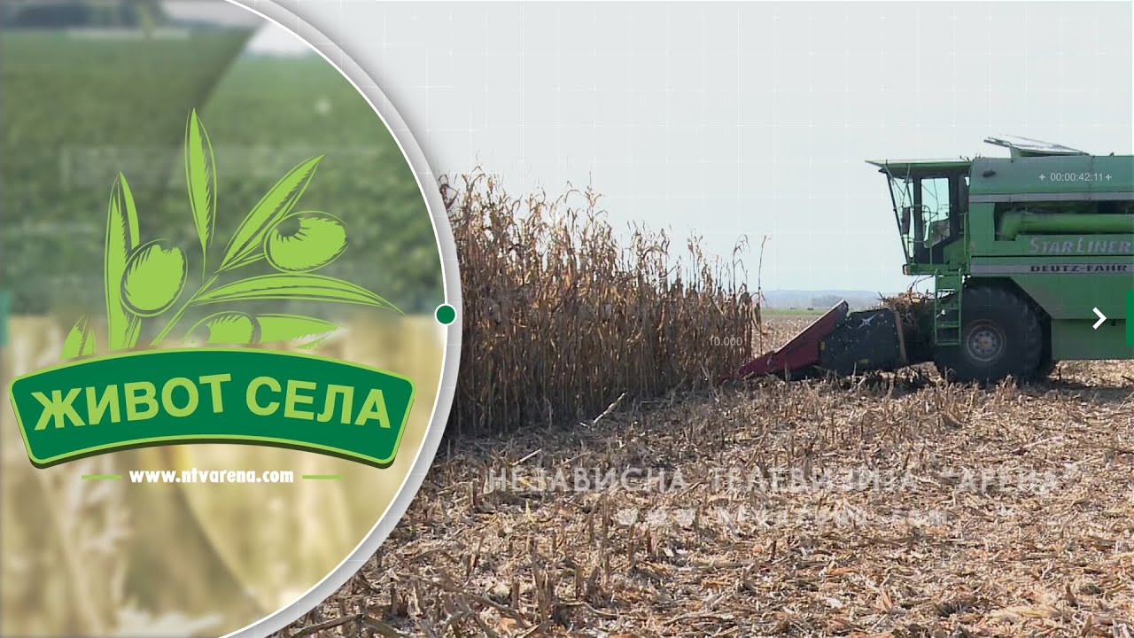 Na imanju Dikića sadržaj vlage kukuruznog zrna idealan za skladištenje