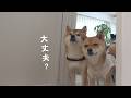 涙目の柴犬を、妹は放っておけませんでした