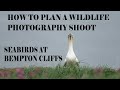 HOW TO PLAN A WILDLIFE PHOTOGRAPHY SHOOT-SEABIRD PHOTOGRAPHY AT BEMPTON CLIFFS