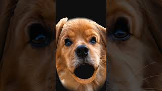 If I Was A Dog And I Saw Squidward.exe