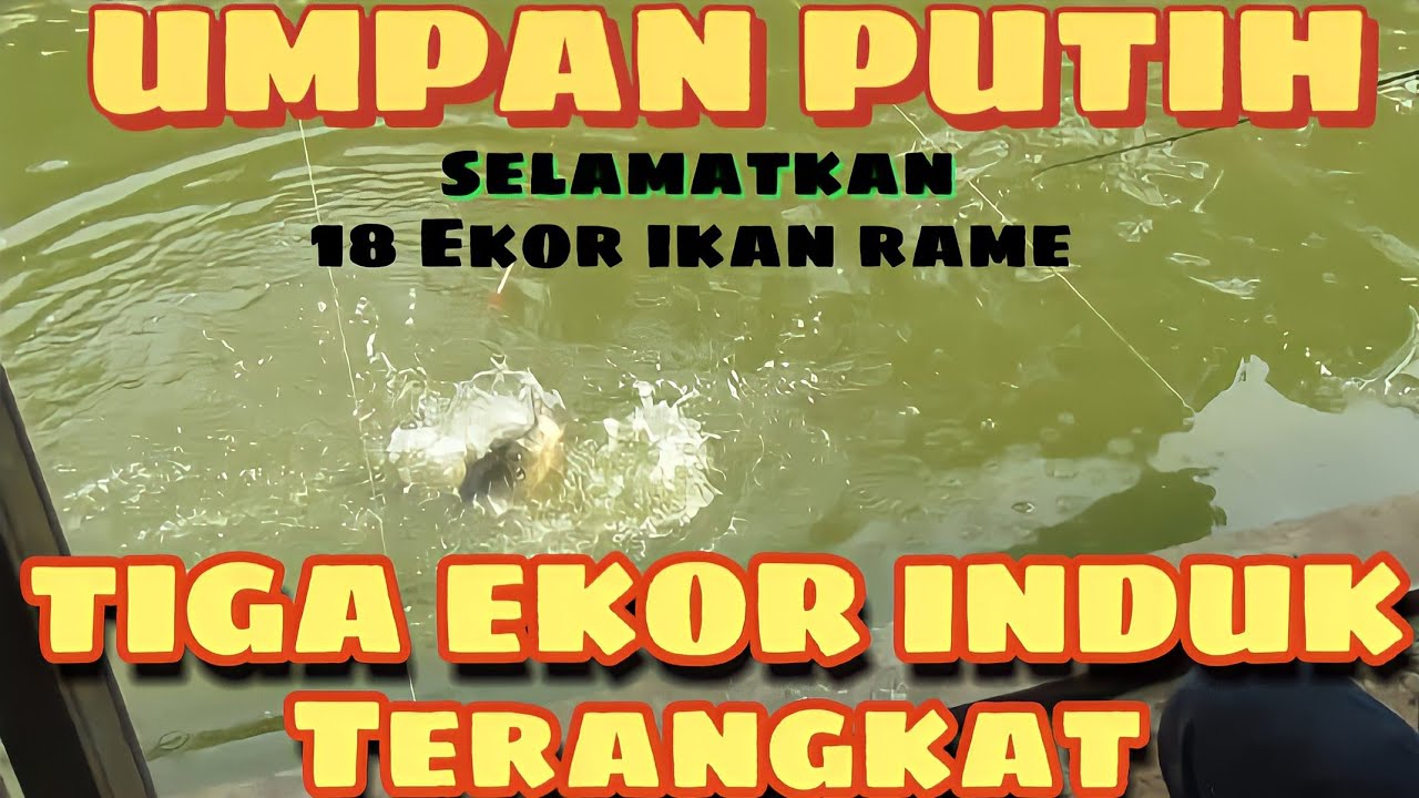 SIAP TUTUP AKUN JIKA UMPAN INI|| TIDAK DI MAKAN IKAN
