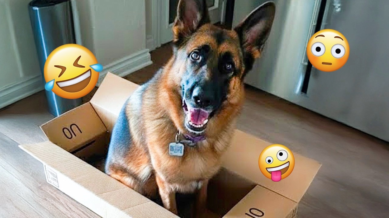 I dare you not to LAUGH at these FUNNY DOGS 😁🦮 - Best Funny Animals Videos 2025 #259