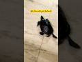 #turtle #pet #shorts
