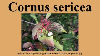 Cornus sericea
