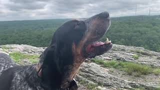 Coonhound Howling on a Mountain