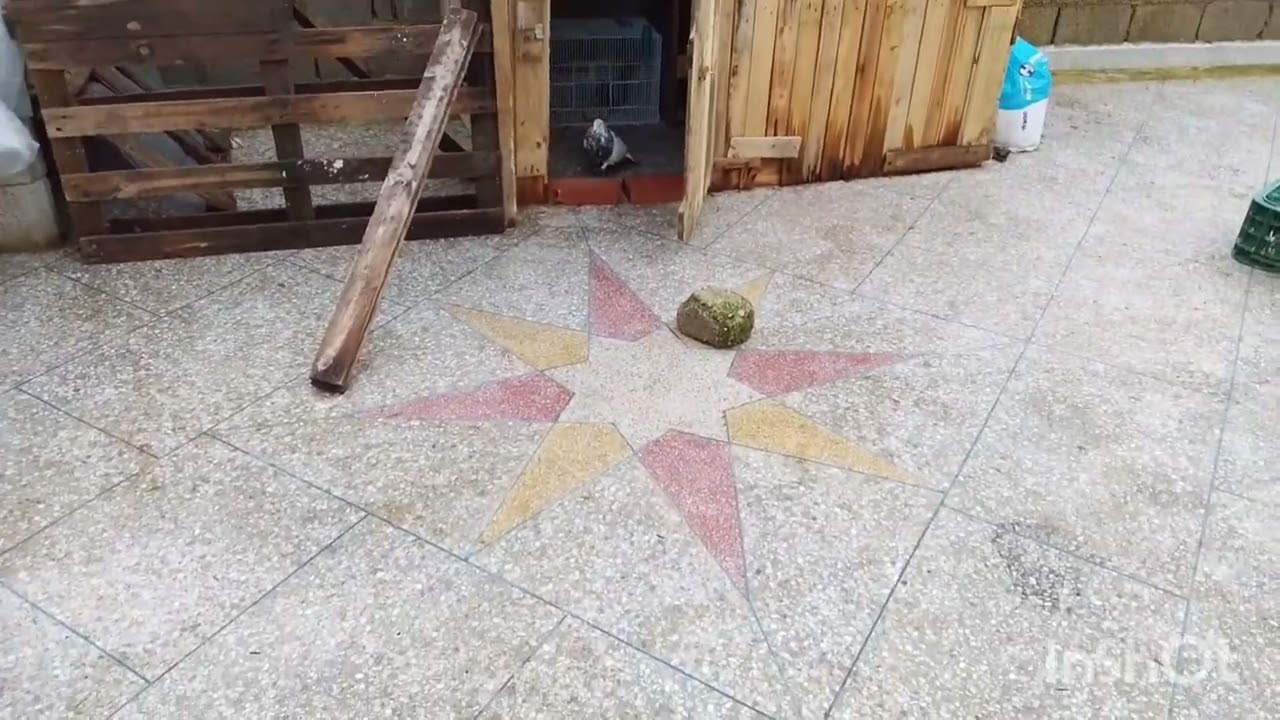 🕊️🕊️🕊️🕊️🕊️🕊️حماالشباخ