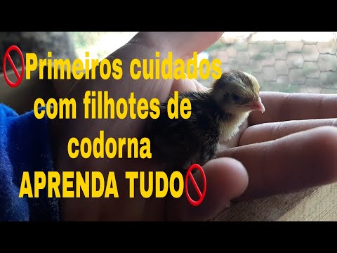 Vídeo: Como fazer o cabelo da Pomerânia crescer melhor