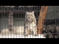 遊亀公園付属動物園のユキヒョウ　ミュウ　Part２ の動画、YouTube動画。