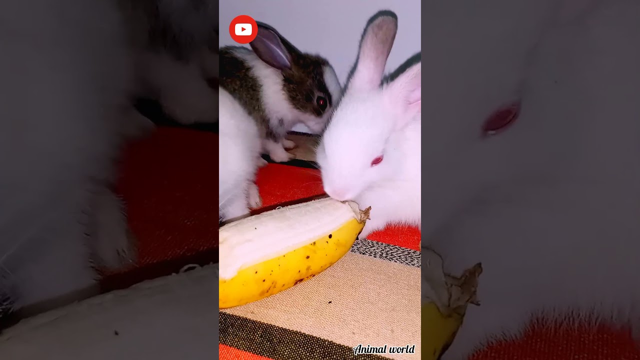 Baby Rabbits 