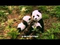 An Idiot Abroad 3 - Episode 3 - Panda Costumes