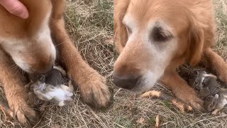 Protective Dog Saves Baby Bunnies From Hawk