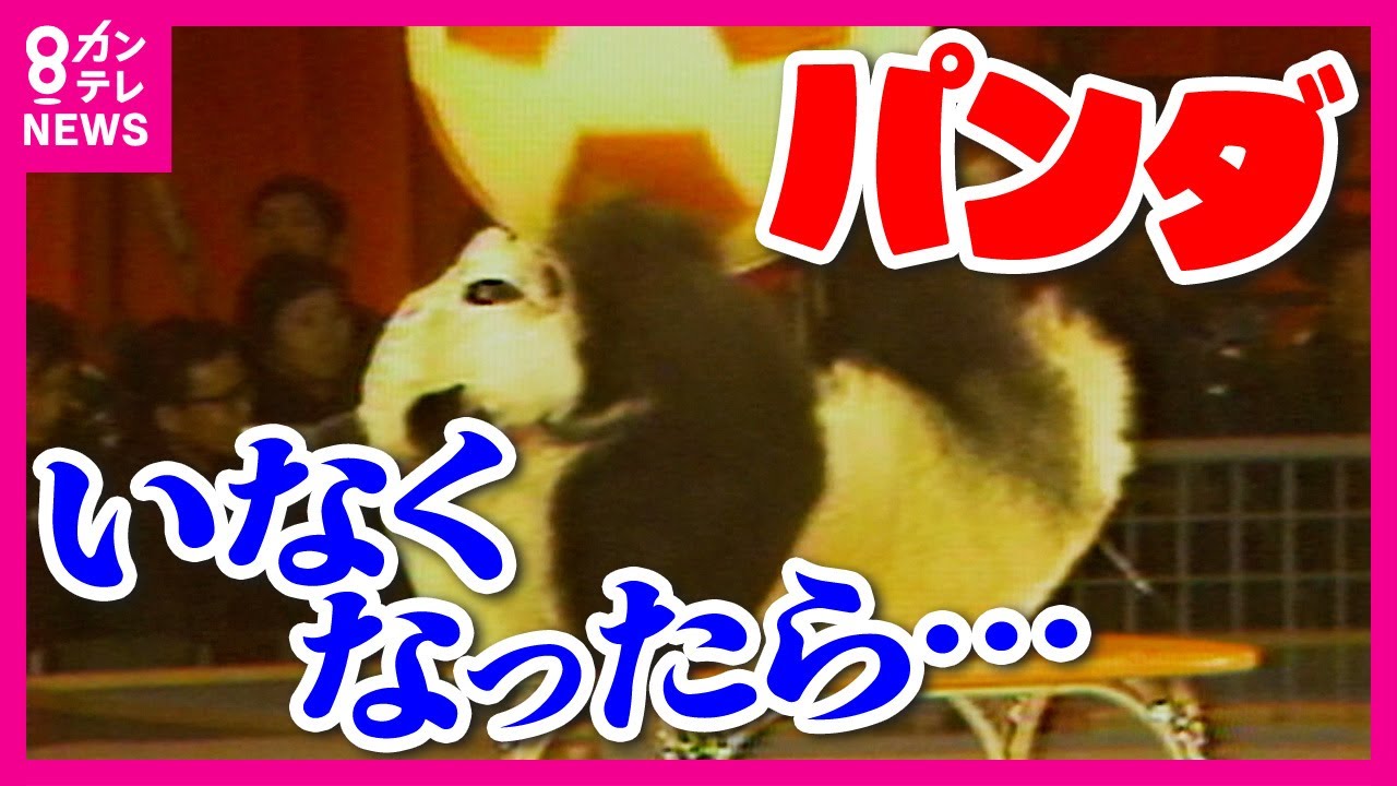 町長は「正直ショック」アドベンチャーワールド『パンダ』全頭返還「パンダのまちが、パンダがいた町になる」翻弄される和歌山・白浜町 〈カンテレNEWS〉