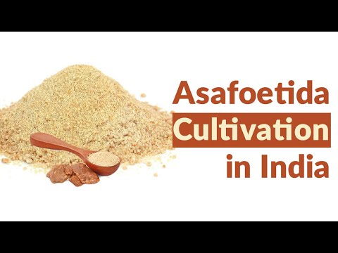 Video: Asafoetida - Sifat, Aplikasi