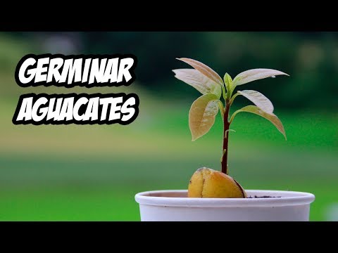 Como GERMINAR un HUESO de AGUACATE 🥑 | Experimentos | La Huerta de Ivan