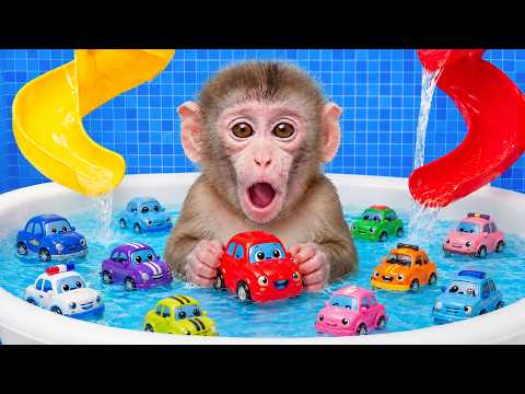 Monyet KiKi Imut Bersantai di Rumah dan Bermain Mobil-Mobilan Lucu
