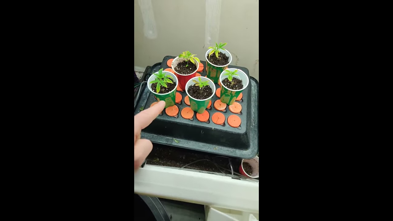 Marijuana cloning tips and tricks.