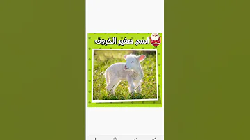ماهو أسم صغير الخروف خلي نوصل 390مشترك بقى 1مشتركين 