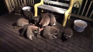 Baby Raccoons On Saturday Morning 5 Am