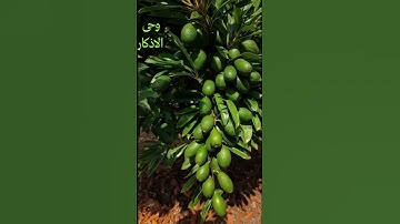 #حصن نفسك باية الكرسى #وحى الاذكار Wahy ElAzkar #حصن_المسلم #الأذكار #اكسبلور #تيك_توك