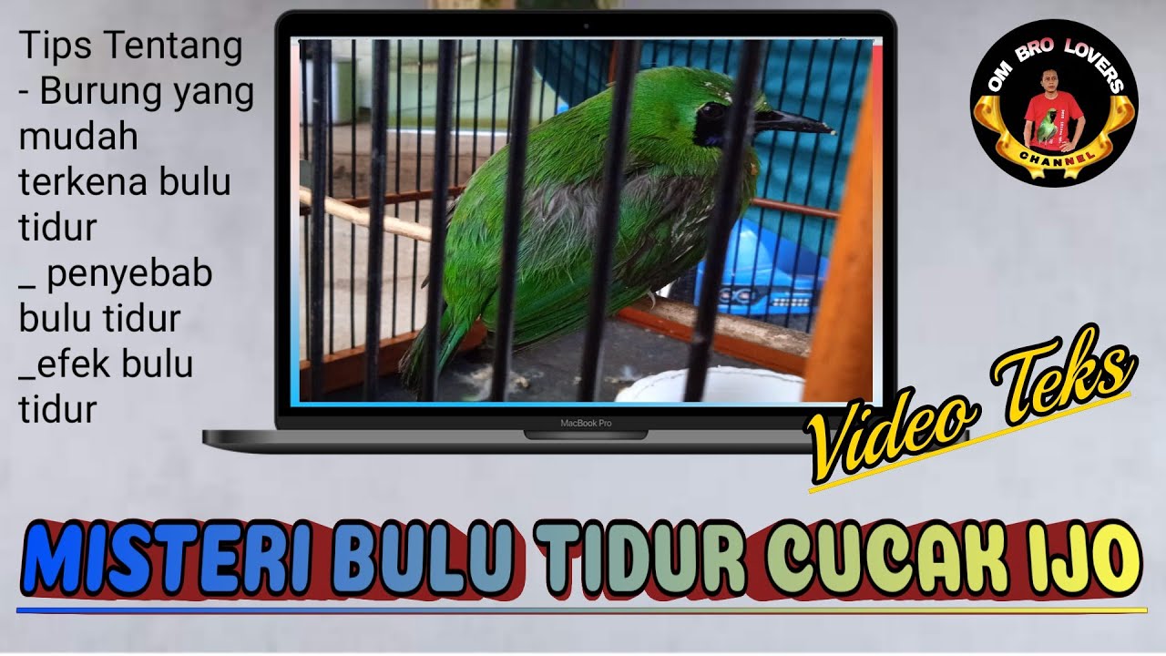 misteri bulu tidur cucak ijo