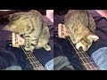 Cat Plays The Bass Guitar