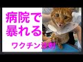 病院で暴れる猫→おとなしくなる ワクチン注射、歯磨き、誤飲誤食防止策など