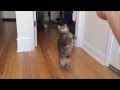 VIDEO: my 7lb nutball - luna compilation