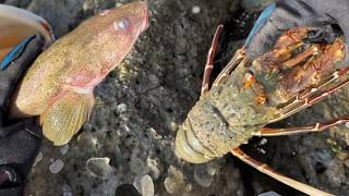 Catching stranded seafood #29 - catching fish, sea ​​snails, squid, lobster, eel, octopus, seafood