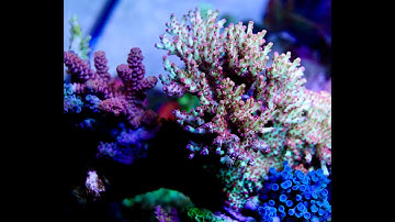SPS polyp extension [UroCoral]