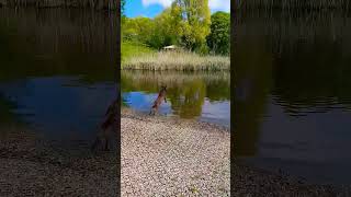 Buddy Heb Lekker Gezwommen