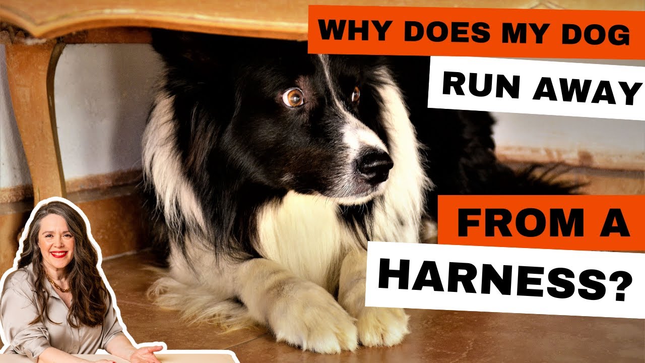 Does your dog run away when you pick up their lead? YouTube