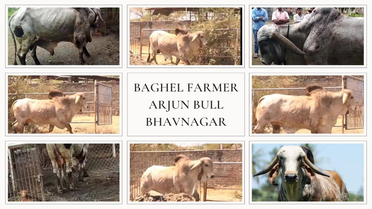 Leagendary gir bull by pardeep singh raol bapu from bhavnagar gujrat. #arjun #girbullarjun #gircow