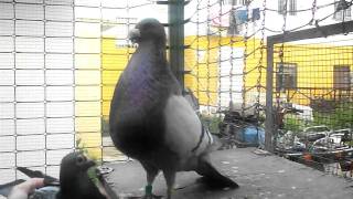 Jienense (3 años) Antonio Georgio