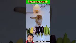 Cat's mango shoes😳.#shortsvideo