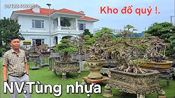 Chiêm ngưỡng mãn nhãn vườn cây rất đẹp của em Tùng nhựa Hưng Yên 