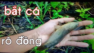 Bắt cá rô đồng mùa mưa miền tây.
