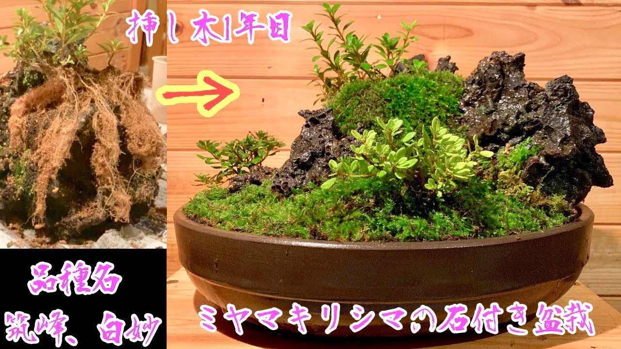 挿し木で作ったミヤマキリシマツツジの石付き盆栽 品種名 筑峰 白妙 Youtube